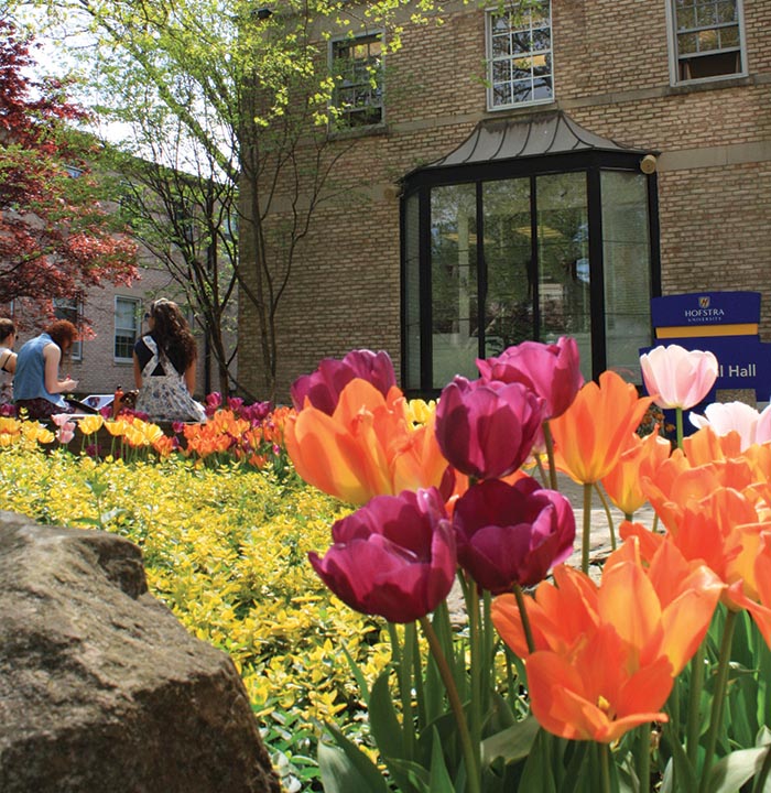 Tulip flowers in bloom on campus
