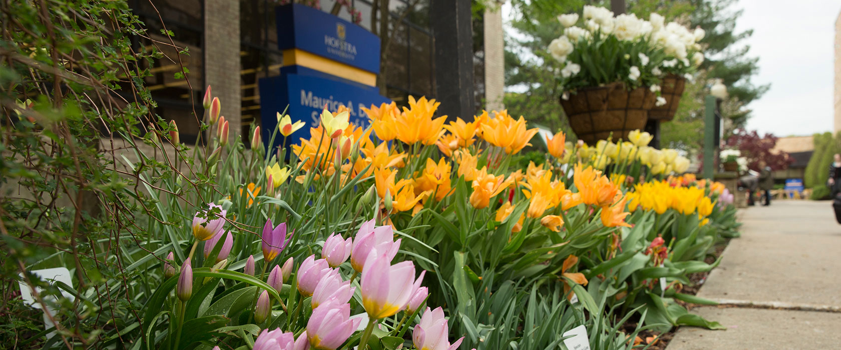 Hofstra Law Tour - See Flowers in bloom on campus